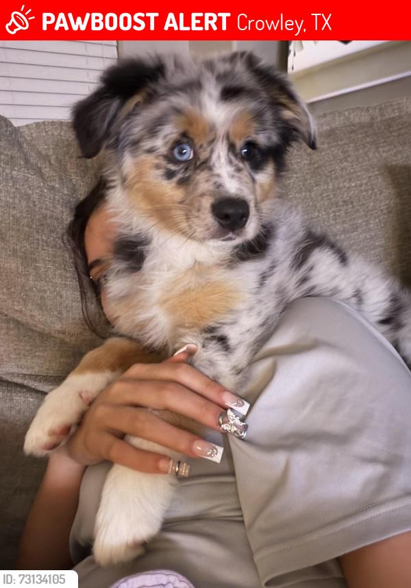 Lost Male Dog last seen cresent springs blvd, Crowley, TX 76036