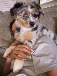 Lost Male Dog last seen cresent springs blvd, Crowley, TX 76036