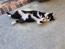 Lost Male Cat last seen Wike rd, Catawba, NC 28609