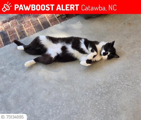 Lost Male Cat last seen Wike rd, Catawba, NC 28609