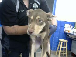 Shelter Stray Male Dog last seen ELIZABETH AN CENTRAL, 8920 Lomas Blvd NE, Albuquerque, NM 87112, USA