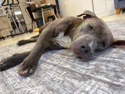 Shelter Stray Male Dog last seen CHARLOTTE, 8315 Byrum Dr, Charlotte, NC 28217, USA
