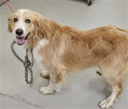 Shelter Stray Male Dog last seen Near SHERRY AVE, WINTER SPRINGS FL 32708, 232 Eslinger Way, Sanford, FL 32773, USA