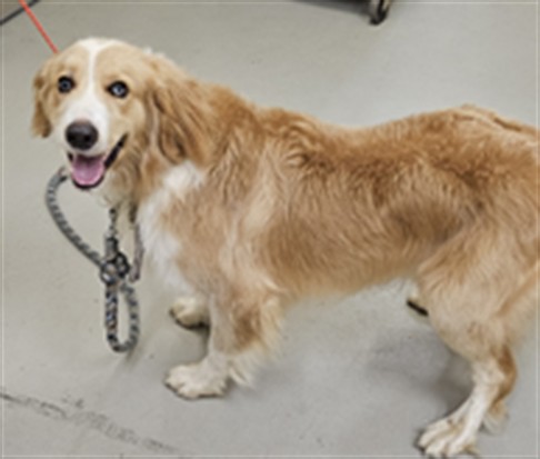 Shelter Stray Male Dog last seen Near SHERRY AVE, WINTER SPRINGS FL 32708, 232 Eslinger Way, Sanford, FL 32773, USA