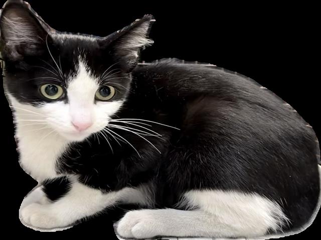Shelter Stray Female Cat last seen , 3201 Lacy St, Los Angeles, CA 90031, USA