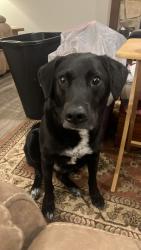 Reunited Male Dog last seen Mystery hse rd and swifty Ln, Davenport, FL 33837