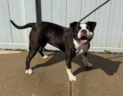 Shelter Stray Female Dog last seen Near BLOCK RIVER PARK DR, 3528 Newburg Rd, Louisville, KY 40218, USA