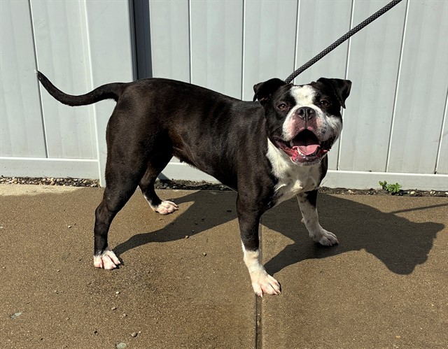 Shelter Stray Female Dog last seen Near BLOCK RIVER PARK DR, 3528 Newburg Rd, Louisville, KY 40218, USA