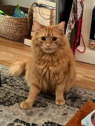 Reunited Male Cat last seen Luxford Rd & Montargis Qay, East Sussex, England TN6 2XG