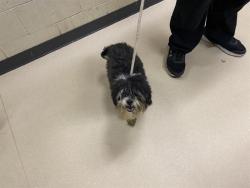 Shelter Stray Male Dog last seen Near BLOCK W CAPITOL DR, 3839 W Burnham St, West Milwaukee, WI 53215, USA