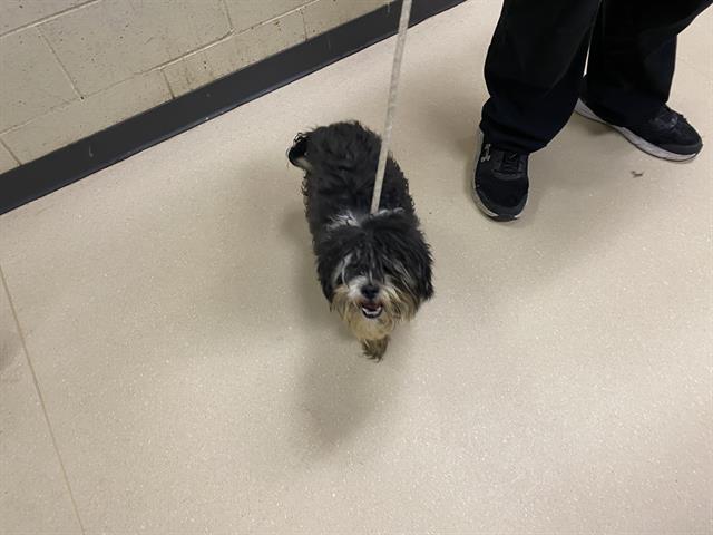 Shelter Stray Male Dog last seen Near BLOCK W CAPITOL DR, 3839 W Burnham St, West Milwaukee, WI 53215, USA