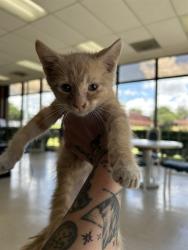 Shelter Stray Male Cat last seen Near BLOCK NW 10TH ST, OKLAHOMA CITY OK 73107, 2811 SE 29th St, Oklahoma City, OK 73129, USA
