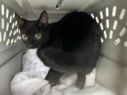Shelter Stray Female Cat last seen Near BLOCK E DAWES ST 37, PERRIS, CA, 227 N D St, Perris, CA 92570, USA