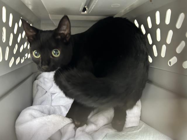 Shelter Stray Female Cat last seen Near BLOCK E DAWES ST 37, PERRIS, CA, 227 N D St, Perris, CA 92570, USA