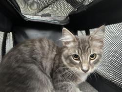 Shelter Stray Female Cat last seen Near BLOCK ARBOR RIDGE RD, PERRIS, CA, 227 N D St, Perris, CA 92570, USA