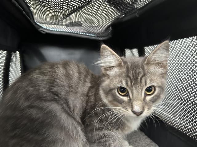 Shelter Stray Female Cat last seen Near BLOCK ARBOR RIDGE RD, PERRIS, CA, 227 N D St, Perris, CA 92570, USA