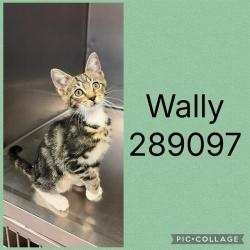 Shelter Stray Male Cat last seen FOREST HILL RD, 4214 Fulton Mill Rd, Macon, GA 31216, USA