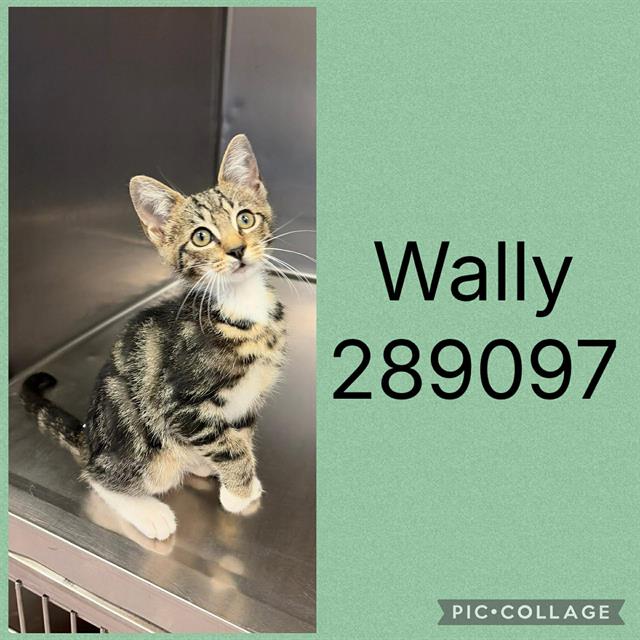 Shelter Stray Male Cat last seen FOREST HILL RD, 4214 Fulton Mill Rd, Macon, GA 31216, USA