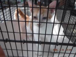 Shelter Stray Male Cat last seen Near BLOCK NW 111TH ST, 3599 NW 79th Ave, Doral, FL 33122, USA