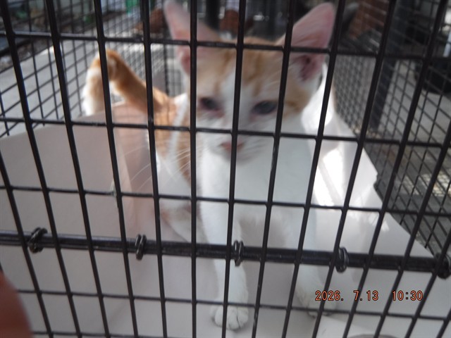 Shelter Stray Male Cat last seen Near BLOCK NW 111TH ST, 3599 NW 79th Ave, Doral, FL 33122, USA