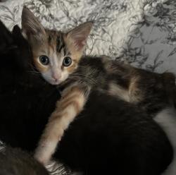 Shelter Stray Female Cat last seen FERRAN AVE & 18TH ST, 2127 Front St, Sacramento, CA 95818, USA