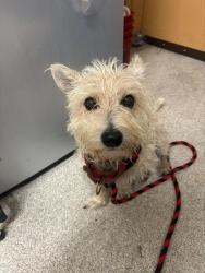 Shelter Stray Male Dog last seen Near BLOCK OF TAYLOR, 1590 Fortmann Way, Alameda, CA 94501, USA