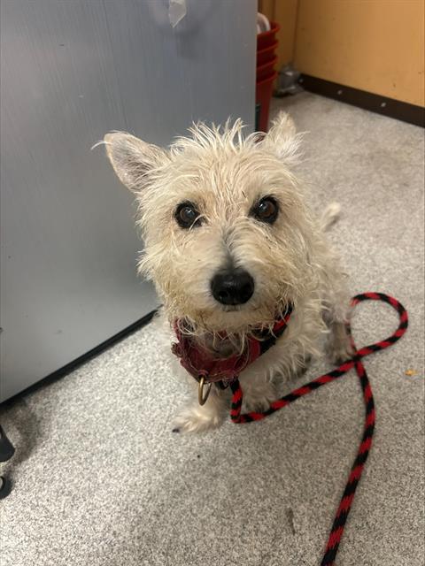 Shelter Stray Male Dog last seen Near BLOCK OF TAYLOR, 1590 Fortmann Way, Alameda, CA 94501, USA
