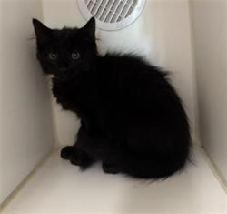 Shelter Stray Male Cat last seen , 600 Aviation Dr, Camarillo, CA 93010, USA