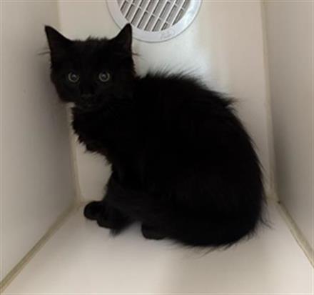 Shelter Stray Male Cat last seen , 600 Aviation Dr, Camarillo, CA 93010, USA
