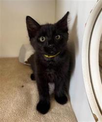 Shelter Stray Male Cat last seen , 600 Aviation Dr, Camarillo, CA 93010, USA