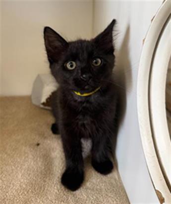 Shelter Stray Male Cat last seen , 600 Aviation Dr, Camarillo, CA 93010, USA