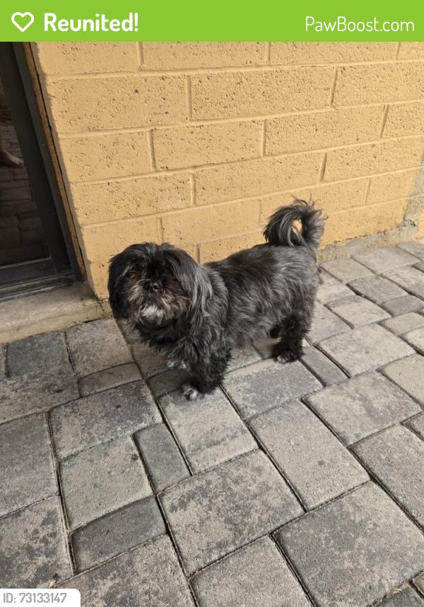 Reunited Male Dog last seen W Mission Dr, 85224, Chandler, AZ 85224