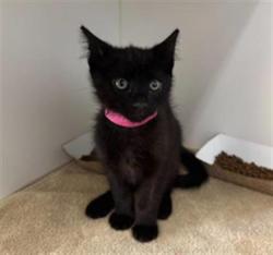 Shelter Stray Male Cat last seen , 600 Aviation Dr, Camarillo, CA 93010, USA