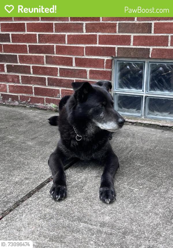 Reunited Male Dog last seen Near Scotia Rd, Oak Park, MI 48237, USA, Oak Park, MI 48237