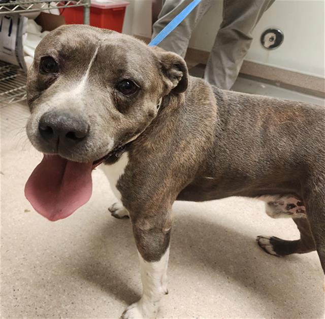 Shelter Stray Male Dog last seen Near BLOCK HARDING AVE, TAFT CA 93268, 3951 Fruitvale Ave, Bakersfield, CA 93308, USA