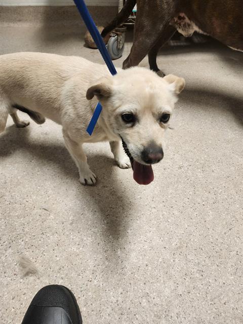 Shelter Stray Male Dog last seen Near BLOCK HARDING AVE, TAFT CA 93268, 3951 Fruitvale Ave, Bakersfield, CA 93308, USA