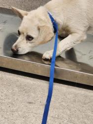 Shelter Stray Male Dog last seen Near BLOCK HARDING AVE, TAFT CA 93268, 3951 Fruitvale Ave, Bakersfield, CA 93308, USA