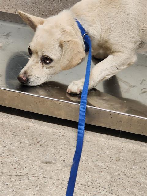 Shelter Stray Male Dog last seen Near BLOCK HARDING AVE, TAFT CA 93268, 3951 Fruitvale Ave, Bakersfield, CA 93308, USA