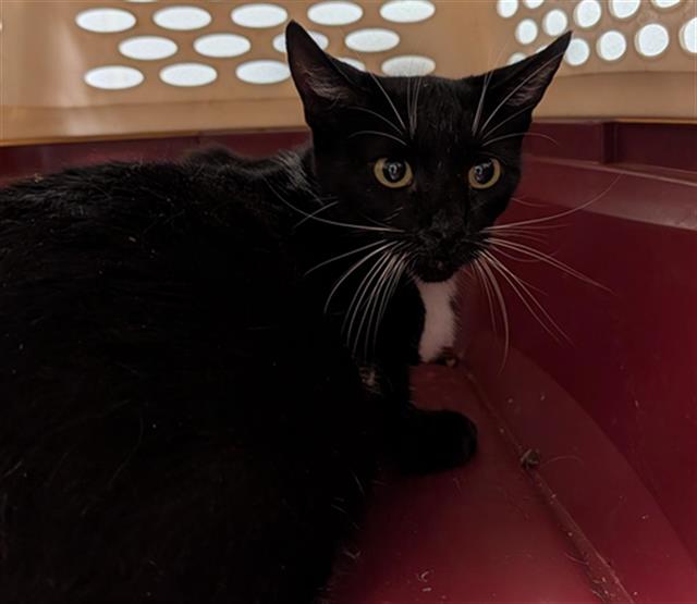 Shelter Stray Female Cat last seen Near BLOCK NORRIS RD, BAKERSFIELD CA 93308, 3951 Fruitvale Ave, Bakersfield, CA 93308, USA