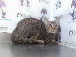 Shelter Stray Female Cat last seen , 2769 Conroy Rd, Orlando, FL 32839, USA