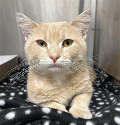 Shelter Stray Male Cat last seen Near, 2600 S Harding St, Indianapolis, IN 46221, USA