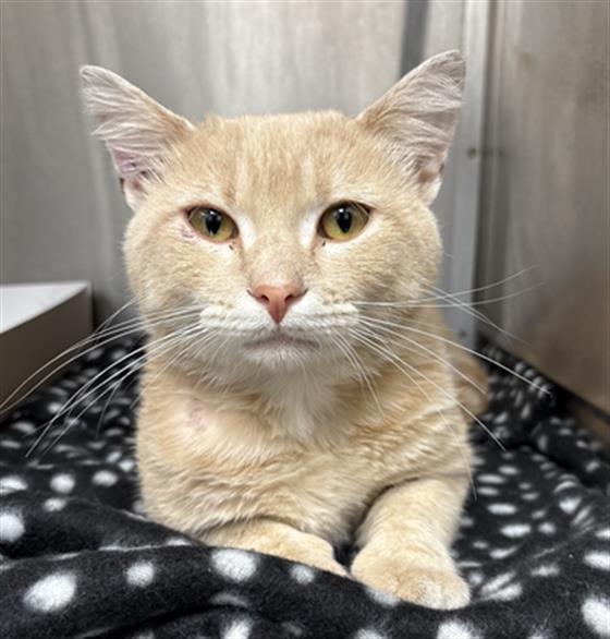 Shelter Stray Male Cat last seen Near, 2600 S Harding St, Indianapolis, IN 46221, USA