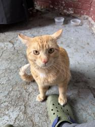 Reunited Male Cat last seen notre-dame and pie ix boulevard, Montréal, QC H1V 2B9