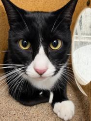 Shelter Stray Male Cat last seen ALAMANCE COUNTY, 221 Stone Quarry Rd, Burlington, NC 27217, USA