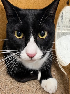Shelter Stray Male Cat last seen ALAMANCE COUNTY, 221 Stone Quarry Rd, Burlington, NC 27217, USA