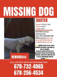 Lost Male Dog last seen Monfort way, Lawrenceville, GA 30046