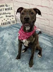 Shelter Stray Female Dog last seen Near BLOCK DALE ST, DETROIT MI 48223, 7401 Chrysler Dr, Detroit, MI 48211, USA