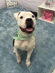 Shelter Stray Male Dog last seen Near BLOCK MOROSS RD, DETROIT MI 48236, 7401 Chrysler Dr, Detroit, MI 48211, USA