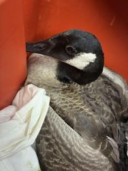 Shelter Stray Unknown Wild last seen Near BLOCK NORTH MAIN ST, 4704 Corporation Dr, Fayetteville, NC 28306, USA