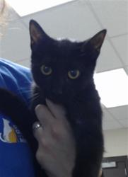 Shelter Stray Female Cat last seen Near BLOCK BANBURY DR, FAYETTEVILLE NC 28304, 4704 Corporation Dr, Fayetteville, NC 28306, USA